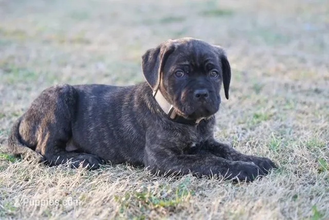 KiKi – Cane Corso puppy for sale in Red Oak, TX