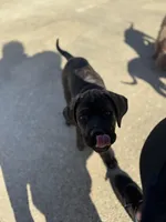 Sir, a male Cane Corso for sale in Red Oak, TX – Photo 4 of 5