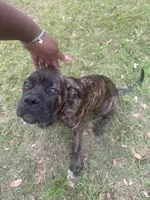 Sir, a male Cane Corso for sale in Red Oak, TX – Photo 6 of 7