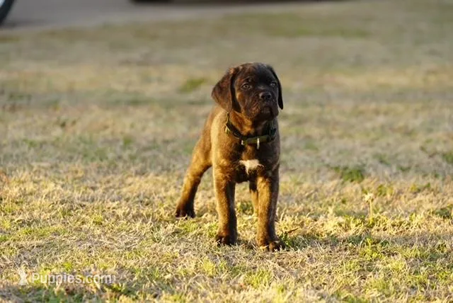 Sir – Cane Corso puppy for sale in Red Oak, TX