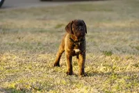 Sir, a male Cane Corso for sale in Red Oak, TX – Photo 1 of 5