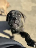 Sir, a male Cane Corso for sale in Red Oak, TX – Photo 3 of 5