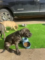 Sir, a male Cane Corso for sale in Red Oak, TX – Photo 2 of 5