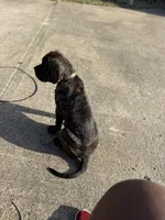 Sir, a male Cane Corso for sale in Red Oak, TX – Photo 5 of 5