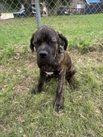 Sir, a male Cane Corso for sale in Red Oak, TX – Photo 7 of 7