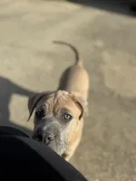 Lady, a female Cane Corso for sale in Red Oak, TX – Photo 2 of 6
