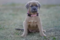 Lady, a female Cane Corso for sale in Red Oak, TX – Photo 1 of 6