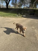 Lady, a female Cane Corso for sale in Red Oak, TX – Photo 6 of 6