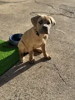 Lady, a female Cane Corso for sale in Red Oak, TX – Photo 5 of 6
