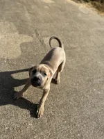 Lady, a female Cane Corso for sale in Red Oak, TX – Photo 3 of 6