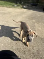 Lady, a female Cane Corso for sale in Red Oak, TX – Photo 4 of 6