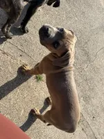 Raine, a female Cane Corso for sale in Red Oak, TX – Photo 3 of 5