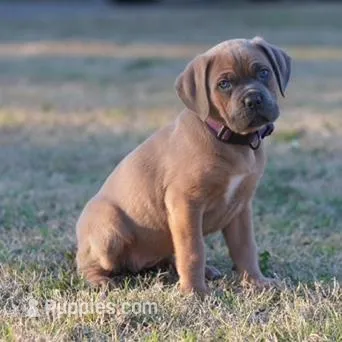 Raine – Cane Corso puppy for sale in Red Oak, TX