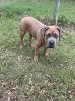 Raine, a female Cane Corso for sale in Red Oak, TX – Photo 5 of 5