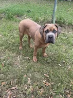 Raine, a female Cane Corso for sale in Red Oak, TX – Photo 4 of 5