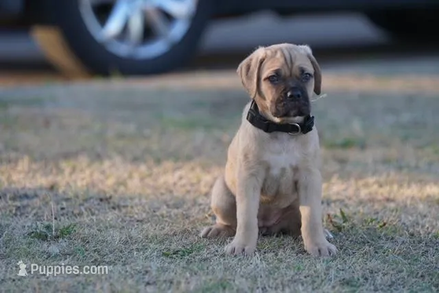 Pearl – Cane Corso puppy for sale in Red Oak, TX