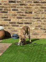 Pearl, a female Cane Corso for sale in Red Oak, TX – Photo 5 of 5