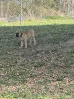 Pearl, a female Cane Corso for sale in Red Oak, TX – Photo 4 of 5