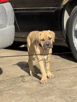 Pearl, a female Cane Corso for sale in Red Oak, TX – Photo 3 of 5