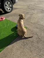 Pearl, a female Cane Corso for sale in Red Oak, TX – Photo 2 of 5