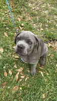 Blue, a male Cane Corso for sale in Red Oak, TX – Photo 4 of 7