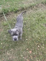 Blue, a male Cane Corso for sale in Red Oak, TX – Photo 7 of 7