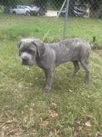 Blue, a male Cane Corso for sale in Red Oak, TX – Photo 6 of 7