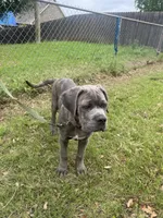 Blue, a male Cane Corso for sale in Red Oak, TX – Photo 5 of 7