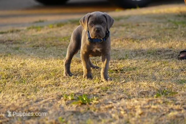 Blue – Cane Corso puppy for sale in Red Oak, TX