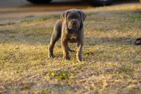 Blue, a male Cane Corso for sale in Red Oak, TX – Photo 1 of 7