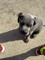 Blue, a male Cane Corso for sale in Red Oak, TX – Photo 3 of 7