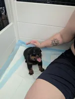 Merlot, a female Rottweiler for sale in Medford, NY – 1 of 1
