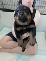 Orange, a male Rottweiler for sale in Medford, NY – 1 of 1