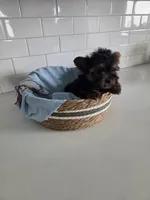 Cody, a male Yorkshire Terrier for sale in New Paris, IN – Photo 2 of 3