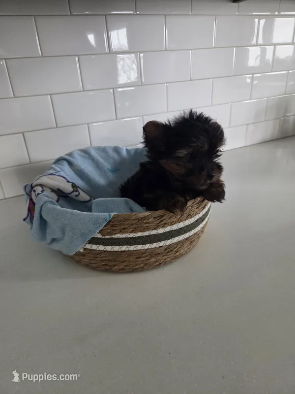 Cody – Yorkshire Terrier puppy for sale in New Paris, IN