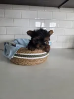 Cody, a male Yorkshire Terrier for sale in New Paris, IN – Photo 3 of 3