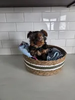 Milo, a male Yorkshire Terrier for sale in New Paris, IN – Photo 2 of 5