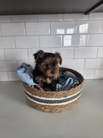 Milo, a male Yorkshire Terrier for sale in New Paris, IN – Photo 3 of 5
