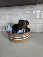 Milo, a male Yorkshire Terrier for sale in New Paris, IN – Photo 1 of 5