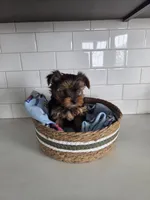 Milo, a male Yorkshire Terrier for sale in New Paris, IN – Photo 4 of 5