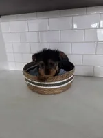 Mia, a female Yorkshire Terrier for sale in New Paris, IN – Photo 4 of 6