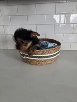 Mia, a female Yorkshire Terrier for sale in New Paris, IN – Photo 6 of 6