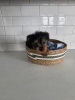 Mia, a female Yorkshire Terrier for sale in New Paris, IN – Photo 5 of 6