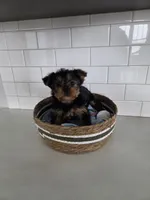 Mia, a female Yorkshire Terrier for sale in New Paris, IN – Photo 1 of 6