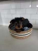 Mia, a female Yorkshire Terrier for sale in New Paris, IN – Photo 2 of 6