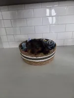 Kade, a male Yorkshire Terrier for sale in New Paris, IN – Photo 4 of 5