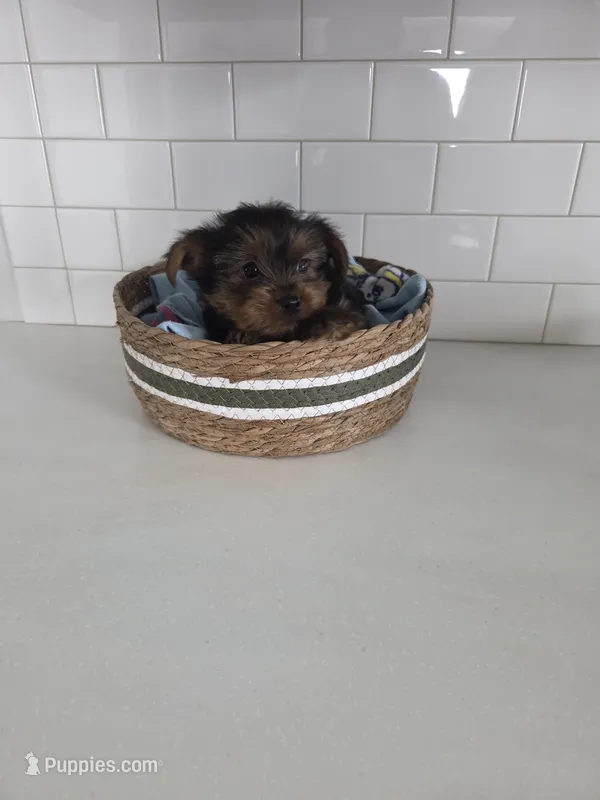 Kade – Yorkshire Terrier puppy for sale in New Paris, IN
