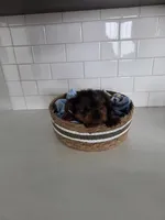 Kade, a male Yorkshire Terrier for sale in New Paris, IN – Photo 2 of 5