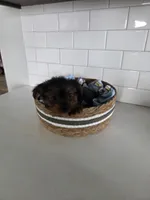 Kade, a male Yorkshire Terrier for sale in New Paris, IN – Photo 3 of 5