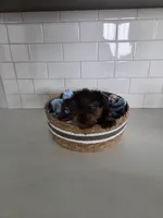 Kade, a male Yorkshire Terrier for sale in New Paris, IN – Photo 5 of 5